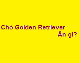 Chó Golden Retriever thuần chủng ăn gì? giá bao nhiêu tiền?