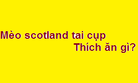 Mèo scotland tai cụp thích ăn gì? giá bao nhiêu tiền?