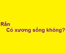 Rắn bò như thế nào? có xương sống không?