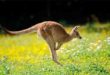 Chiêm bao mơ thấy Kangaroo là số mấy? đánh con gì?