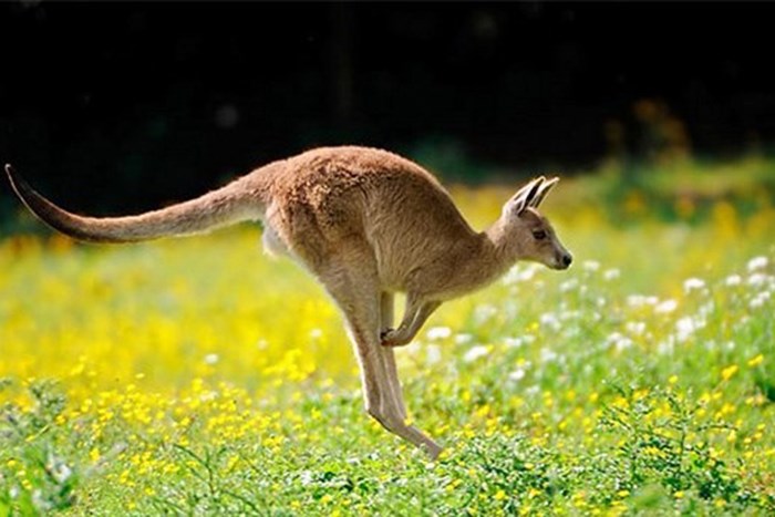 Chiêm bao mơ thấy Kangaroo là số mấy? đánh con gì?