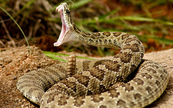 Chiêm bao mơ gặp rắn là số mấy? đánh con gì?