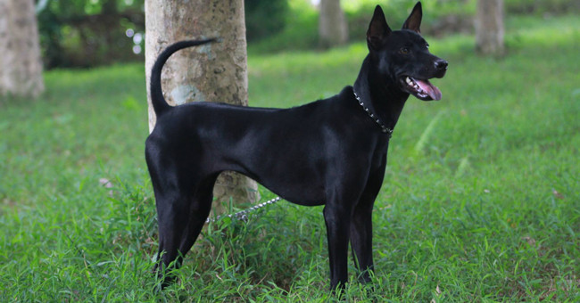 Chiêm bao mơ thấy chó đen là số mấy? đánh con gì?