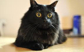 Chiêm bao mơ thấy mèo đen là số mấy? đánh con gì?