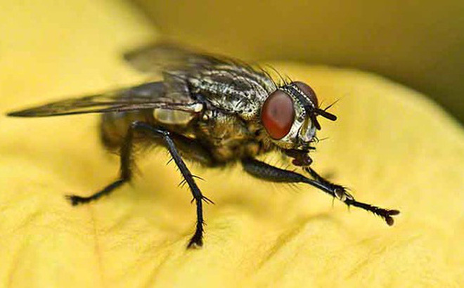 Chiêm bao mơ thấy con ruồi là số mấy? đánh con gì?