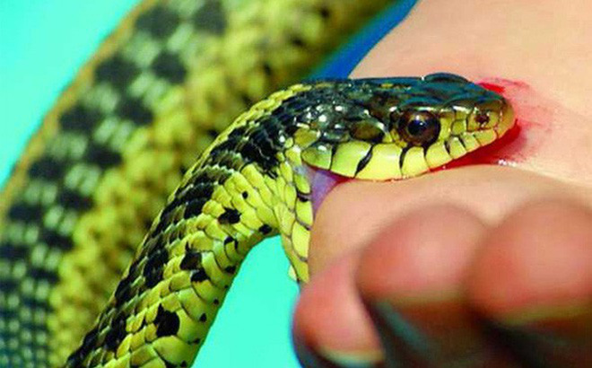 Chiêm bao mơ thấy rắn cắn là số mấy? đánh con gì?