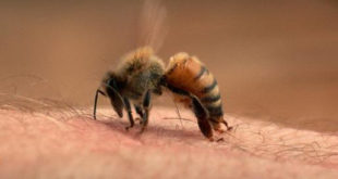 Bị ong đốt có xui không? sưng bao lâu? đánh con gì?