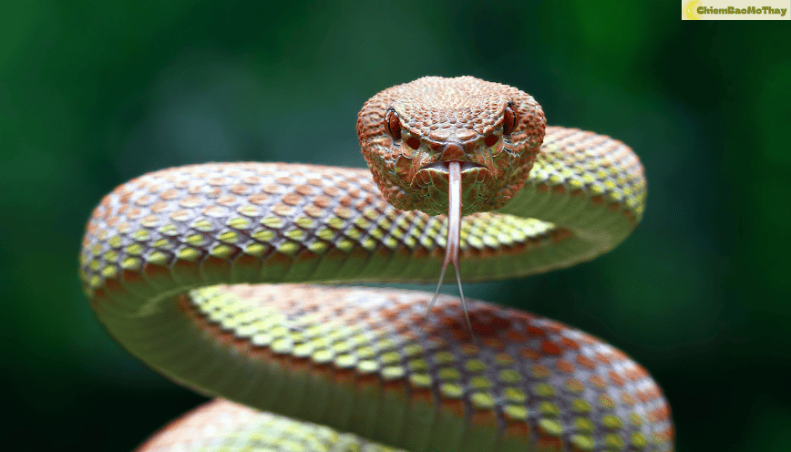 Hình ảnh tượng trưng cho con rắn đang đuổi bạn