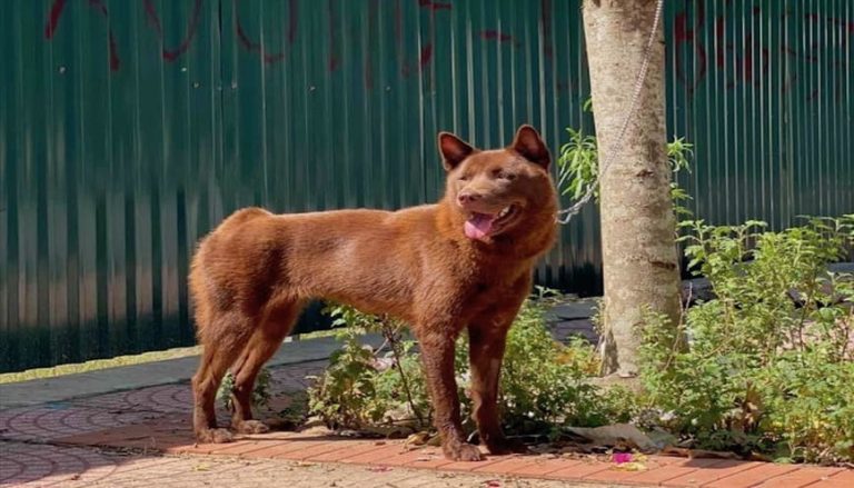 Con chó số mấy? Nhìn thấy chó thường đánh con số nào
