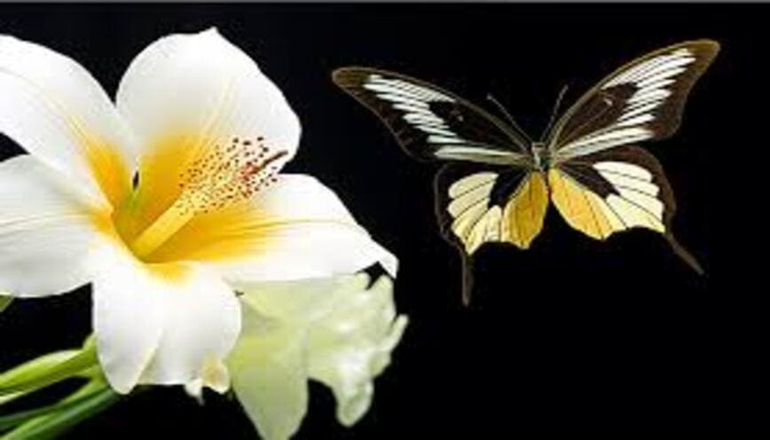Con bướm đậu trên hoa