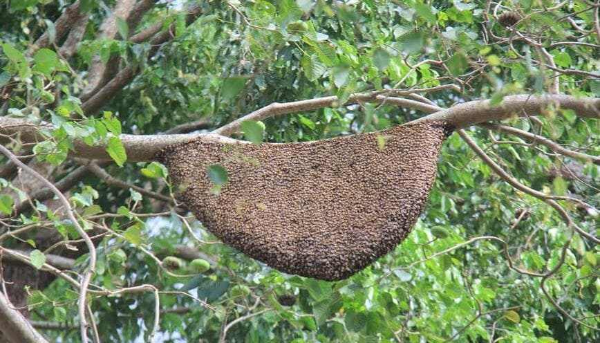 Tổ ong với kích thước lớn trên cây cao