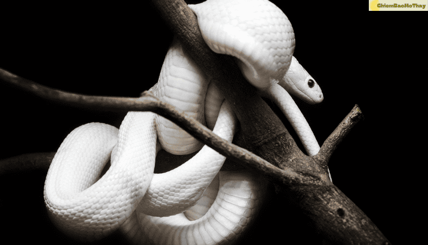 Mơ thấy rắn trắng