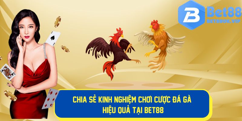 Kinh nghiệm chơi đá gà hiệu quả tại Bet88