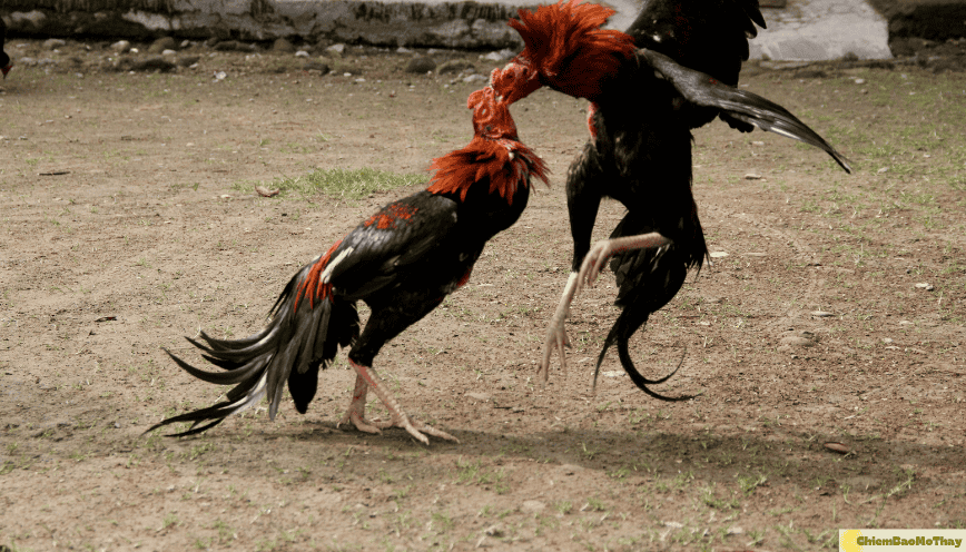 Mơ thấy 2 con gà đá nhau