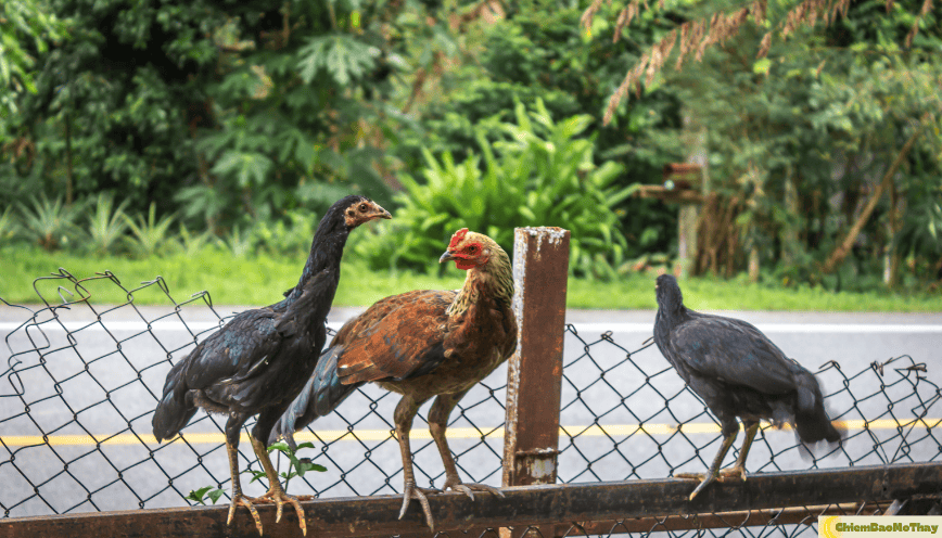 Mơ thấy 3 con gà đánh con gì