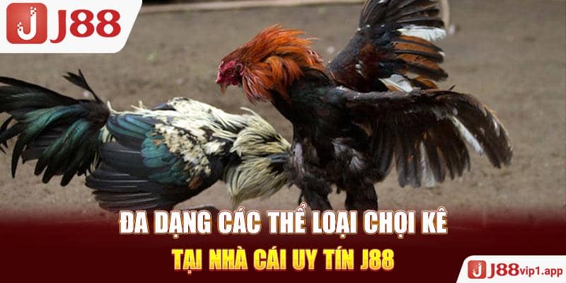 Đa dạng các thể loại chọi kê tại nhà cái uy tín J88