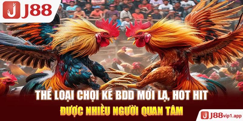 Thể loại chọi kê BDD mới lạ, hot hit được nhiều người quan tâm