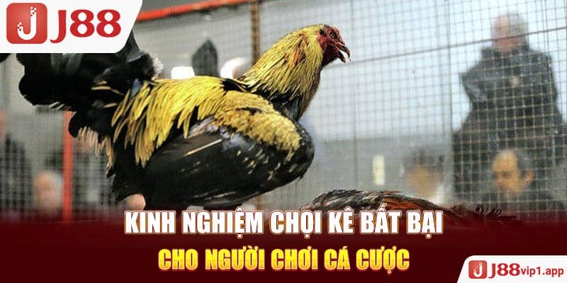 Kinh nghiệm chọi kê bất bại cho người chơi cá cược