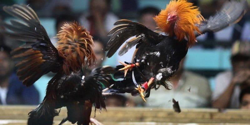 Dễ dàng tham gia cược đá gà trực tiếp với chất lượng cao Dễ dàng tham gia cược đá gà trực tiếp với chất lượng cao