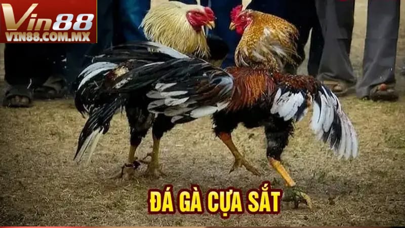 Đây là loại cược đơn giản và phổ biến nhất trong đá gà cựa sắt Đây là loại cược đơn giản và phổ biến nhất trong đá gà cựa sắt
