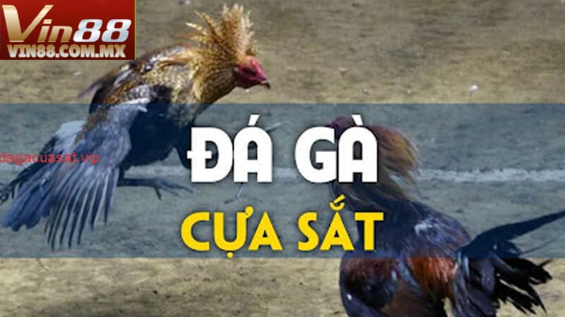 Vin88 cung cấp nền tảng cá cược trực tuyến với giao diện thân thiện Vin88 cung cấp nền tảng cá cược trực tuyến với giao diện thân thiện