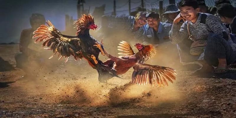 Đá gà online trên nền tảng RR88