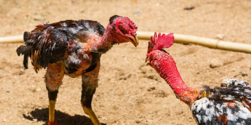 Những Con Gà Chọi Nổi Tiếng Trong Lịch Sử Những Con Gà Chọi Nổi Tiếng Trong Lịch Sử