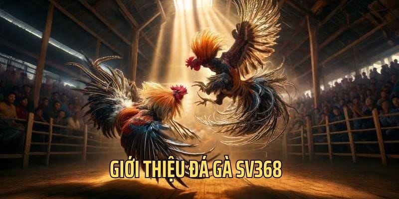 Sảnh đá gà sv368 được đông đủ bet thủ quan tâm Sảnh đá gà sv368 được đông đủ bet thủ quan tâm