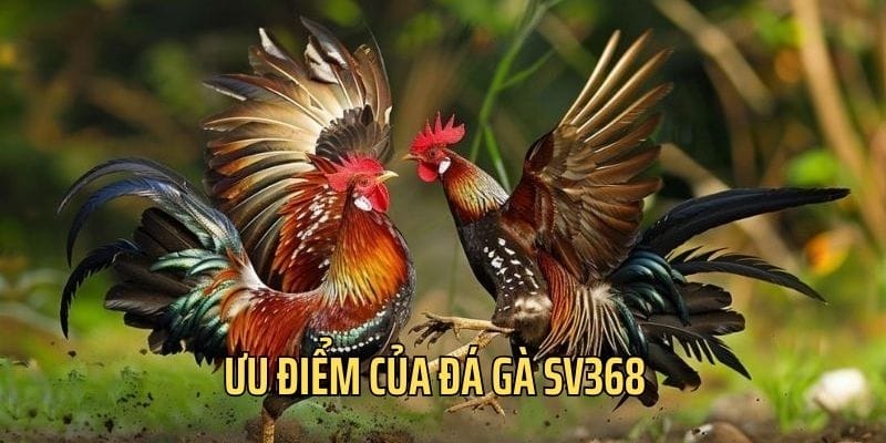 Sảnh đá gà sở hữu nhiều thế mạnh nổi trội Sảnh đá gà sở hữu nhiều thế mạnh nổi trội