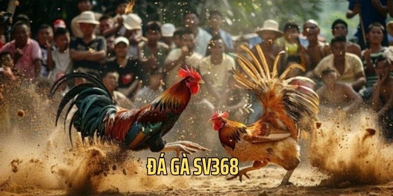 Đá Gà SV368: Nơi Hội Tụ Trận Đấu Kịch Tính Nhất Hành Tinh Đá Gà SV368: Nơi Hội Tụ Trận Đấu Kịch Tính Nhất Hành Tinh
