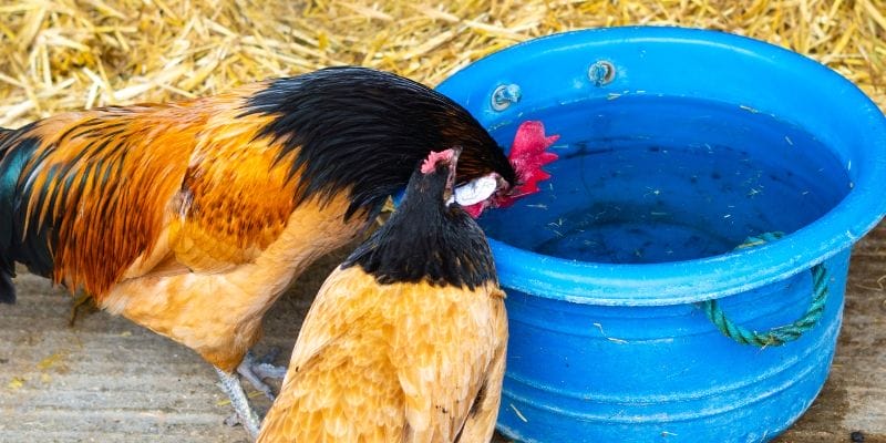 Gà đá cựa đồng và cách nuôi dưỡng cụ thể Gà đá cựa đồng và cách nuôi dưỡng cụ thể