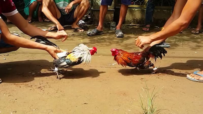 Tổng quan về đá gà