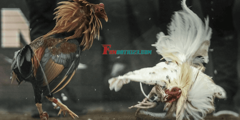 Kinh nghiệm cược đá gà hiệu quả Kinh nghiệm cược đá gà hiệu quả