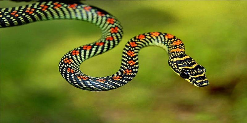 Mơ thấy rắn đánh con gì? Mơ thấy rắn đánh con gì?