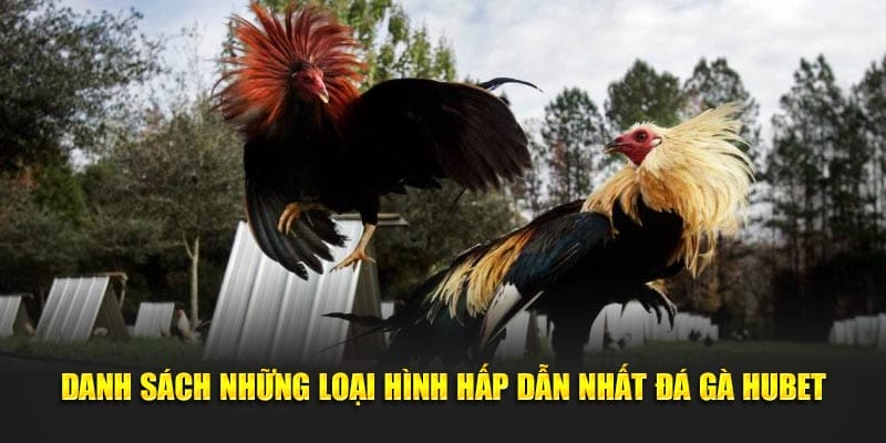 Danh sách những loại hình hấp dẫn nhất đá gà Hubet