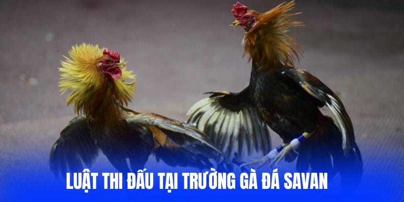 Giới thiệu trường gà Savan Giới thiệu trường gà Savan
