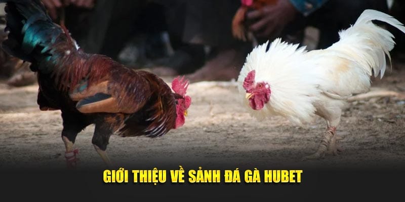 Giới thiệu về sảnh đá gà Hubet