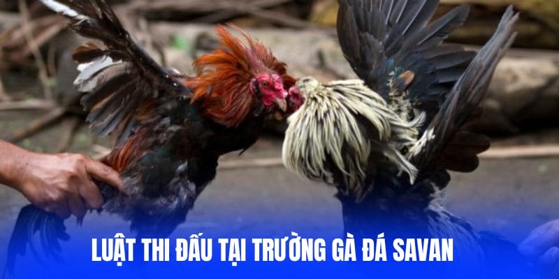 Luật thi đấu gà tại Savan Luật thi đấu gà tại Savan