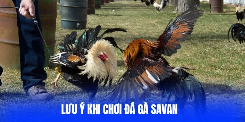 Lưu ý khi chơi đá gà Savan Lưu ý khi chơi đá gà Savan