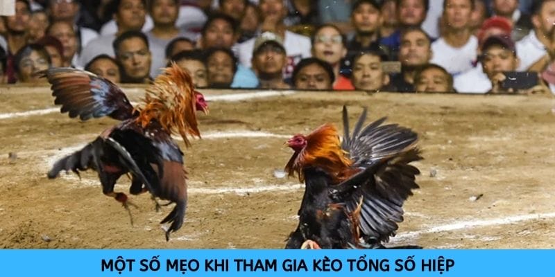Không nên bỏ qua các mẹo đơn giản để cược tổng số hiệp đá gà