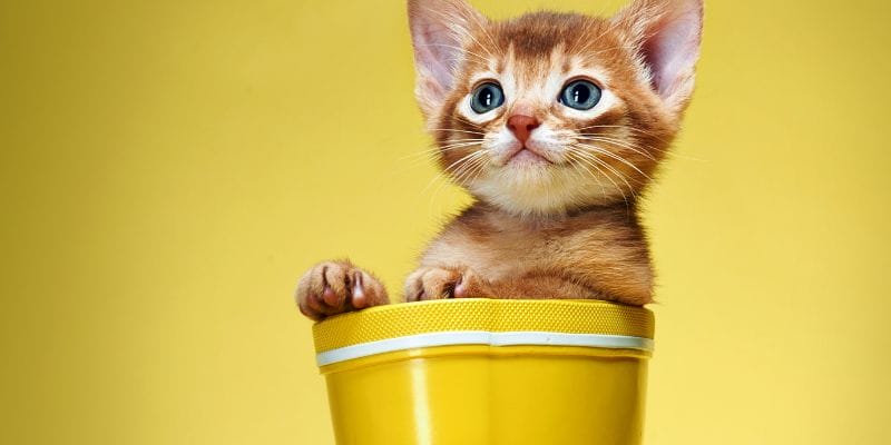 Mơ Thấy Mèo Và Các Con Số May Mắn Mơ Thấy Mèo Và Các Con Số May Mắn
