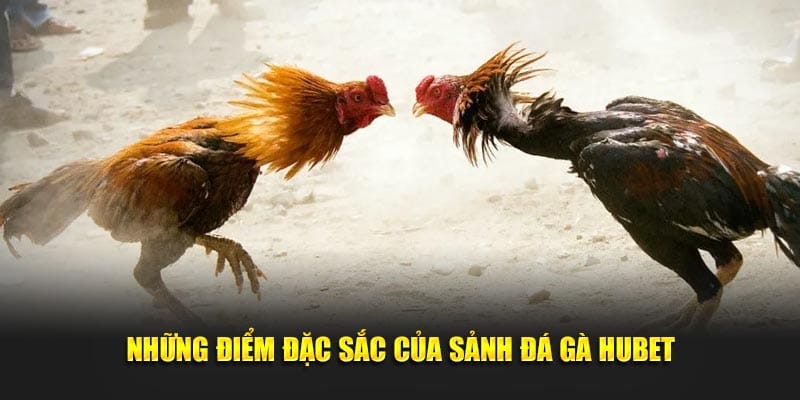 Những điểm đặc sắc của sảnh đá gà Hubet