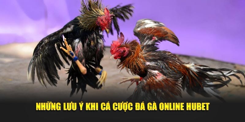 Những lưu ý khi cá cược đá gà online Hubet