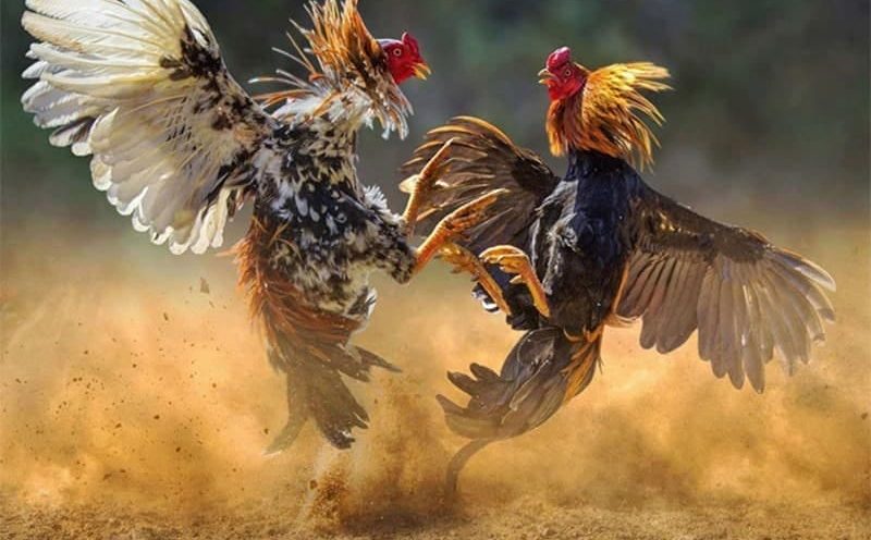 Đá gà 33WIN - Nơi đam mê bùng cháy, chiến thắng rực rỡ