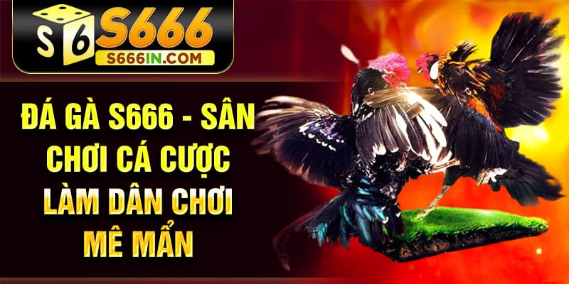 Địa Chỉ Xem Live Đá Gà S666 Uy Tín, Không Giật