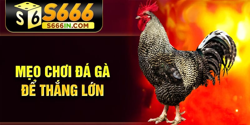 Mẹo chơi đá gà để thắng lớn Mẹo chơi đá gà để thắng lớn