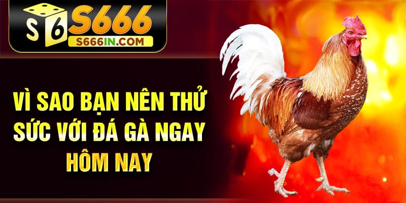 Vì sao bạn nên thử sức với đá gà ngay hôm nay Vì sao bạn nên thử sức với đá gà ngay hôm nay