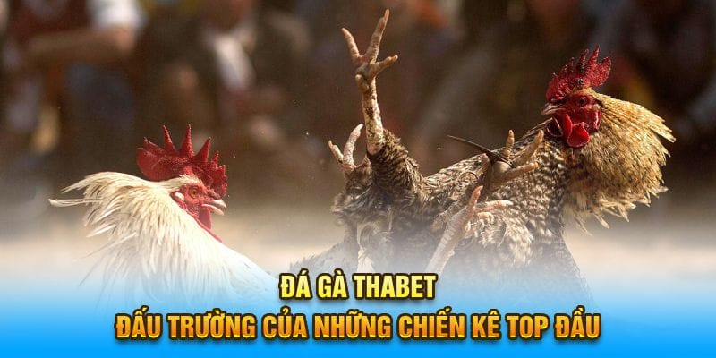 Đá Gà THABET - Trải nghiệm đá gà trực tuyến ăn thưởng lớn