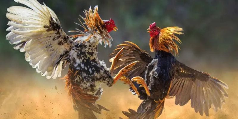 Một số ưu điểm đặc biệt Một số ưu điểm đặc biệt