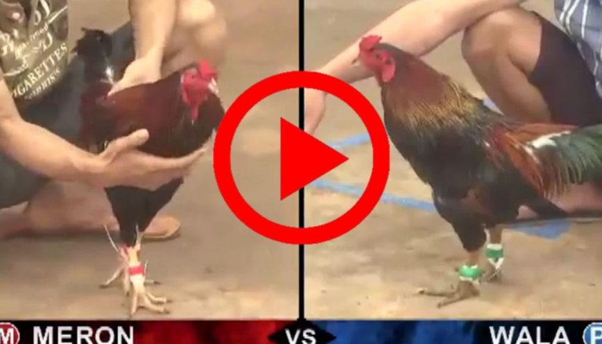 Đá Gà Trực Tiếp Hubet - Cựa Sắt, Cựa Tròn, Cược Là Trúng Thưởng Khủng!